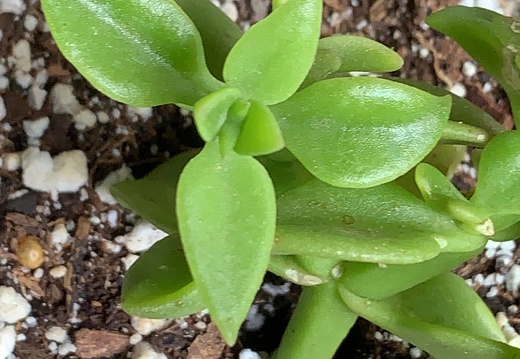 Aptenia Cordifolia