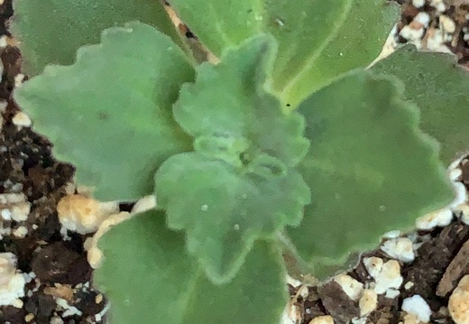 Kalanchoe Longiflora