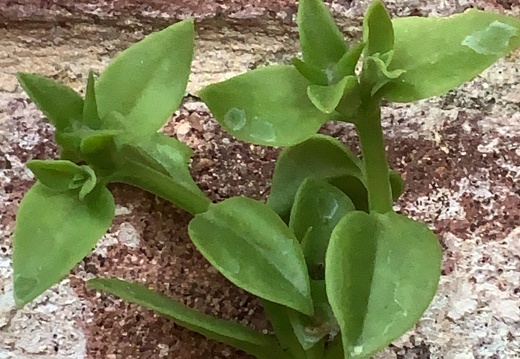 Mesembryanthemum Cordifolium