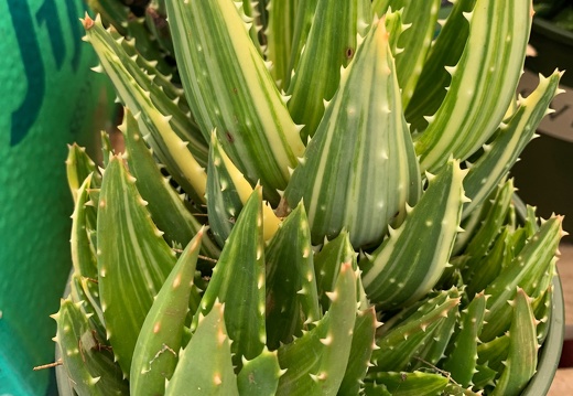 Aloe Nobilis Variegata