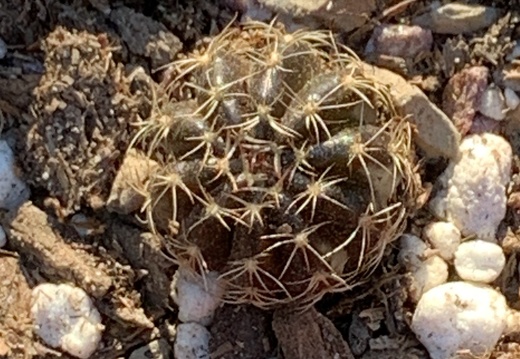 Echinopsis Ancistrophora