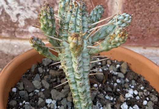 Euphorbia Mammillaris 