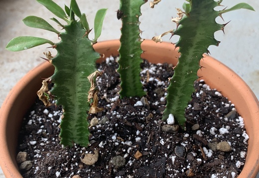 Euphorbia Trigona