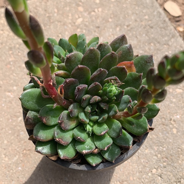 Echeveria Scorpio | Succulent Encyclopedia