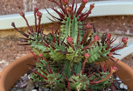 Pincushion Euphorbia