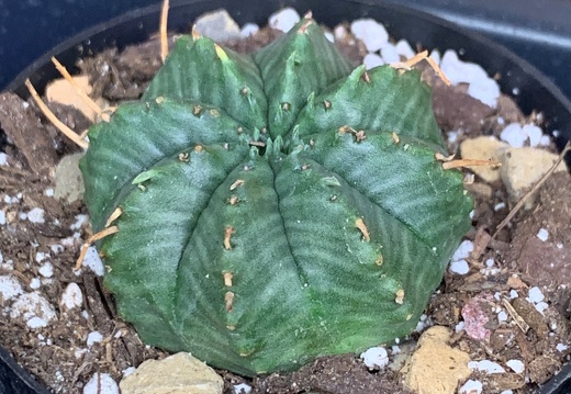 Euphorbia Meloformis
