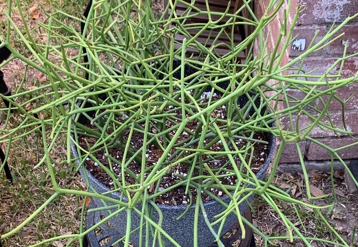 Euphorbia Tirucalli