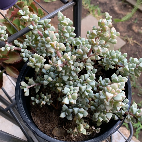 Lampranthus Deltoides | Succulent Encyclopedia